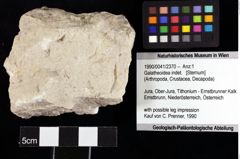 Foto (Objket + Etiketten) von Galatheoidea indet. 